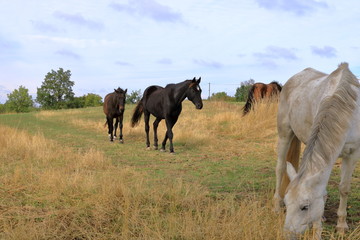 brown horses standing on a meadow