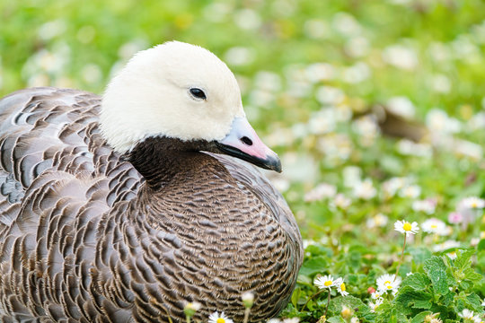 Emperor Goose (Anser Canagica) Resting On Ground In Meadow Of Small Flowers