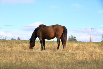 Fototapeta premium brown horse standing on a meadow