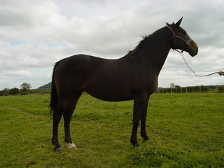 Brown bay jumping pregnant mare 