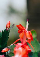 The close-up of pink schlumbergera flower. Scientific name: Zygocactus truncatus