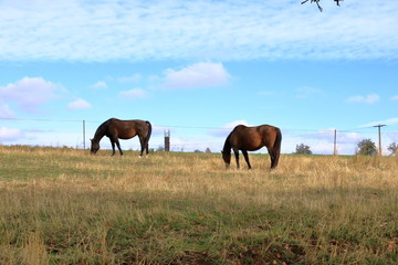 brown horses standing on a meadow