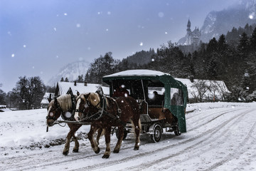 Neuschwanstein horses in winter - obrazy, fototapety, plakaty