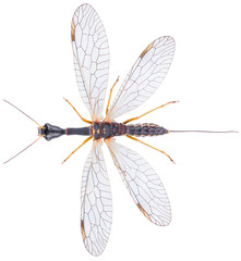 Dichrostigma flavipes is a species of snakefly in the family Raphidiidae. Snakefly Dichrostigma...