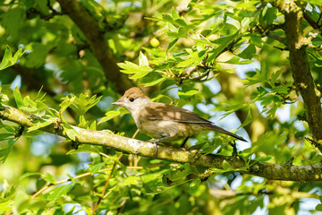 Blackcap (Sylvia atricapilla) in green bush, taken in London