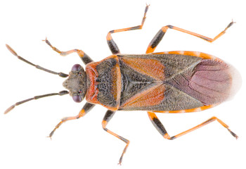 Arocatus melanocephalus, the elm seed bug, is a true bug in the family Lygaeidae. Dorsal view of...