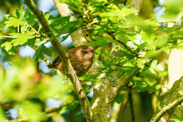 Wren (Troglodytes troglodytes) perched in thick bush, taken in the UK