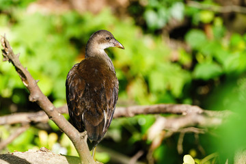 Coot (Fulica atra) juvenile, taken in the UK