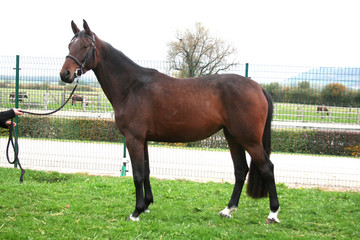 Obraz premium Posing brown stallion horse outside