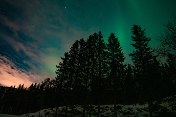 Fototapeta premium tree and moon