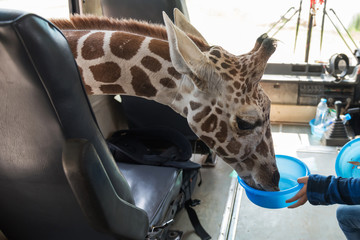 Kid feeding food to giraffe