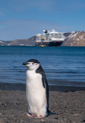 Obraz premium Chinstrap and Gentoo penguins hanging around the warm waters and steam of the caldera of active volcano, Deception Island, Antarctica