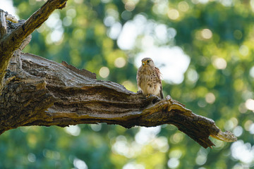 Common Kestrel (Falco tinnunculus) sitting on a thick branch, taken in the UK