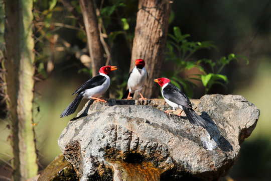   yellow-billed cardinal (Paroaria capitata) - Pantanal, Mato Grosso do Sul, Brazil