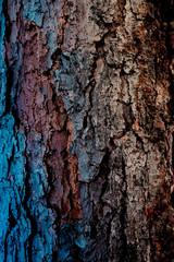 The bark of an old tree with a green tint, as the original natural texture for the background