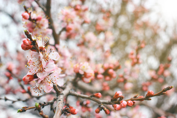 Close up view on cherry branches with blossoms on blurred background