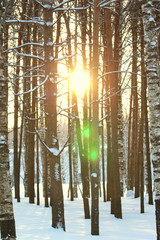 The sun illuminates snowy trees, magical winter mood