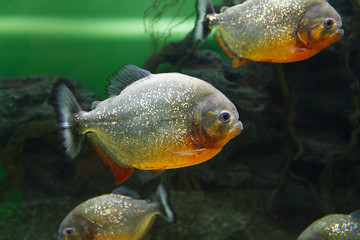 School of Red-bellied piranha (Pygocentrus nattereri), also known as the Red piranha in their...