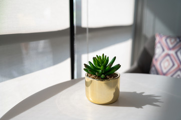 Fake plant in pot on white table with sun light near windows