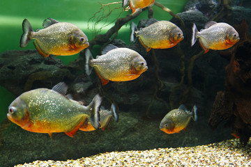 School of Red piranha (Pygocentrus nattereri), also known as the Red-bellied piranha, Red belly...
