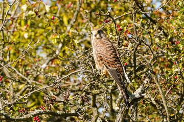 Common Kestrel (Falco tinnunculus) perched in a bush, taken in the UK