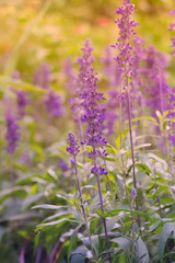 Blooming Salvia flower known as medicinal herb and spice flavoring ingredient for meal. Vertical floral and natural background with bokeh and sunbeams light.
