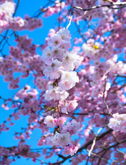 Beautiful spring, pink sakura flowers against a blue sky. Natural delicate background with copy space.Shallow depth of field.