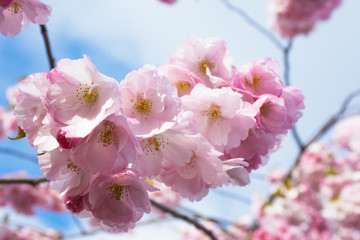 Beautiful floral spring abstract background of nature. Branches of blossoming sakura with soft focus on gentle light blue sky background. For easter and spring greeting cards with copy space