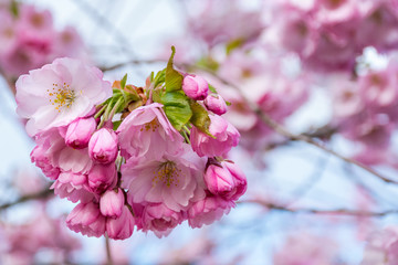 Beautiful floral spring abstract background of nature. Branches of blossoming sakura with soft focus on gentle light blue sky background.