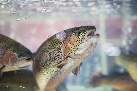 Steelhead trout or Rainbow trout close-up floating under water background