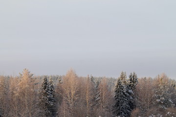 Winter snowy forest on gray cloudy sky background