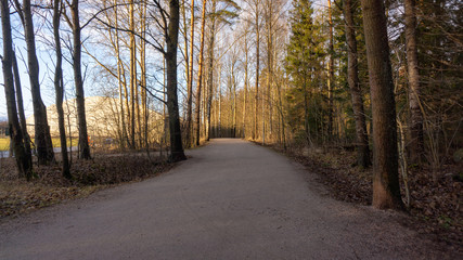 road in the forest