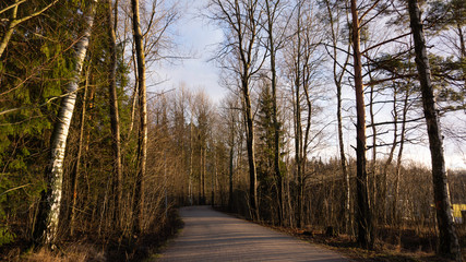 road in the forest
