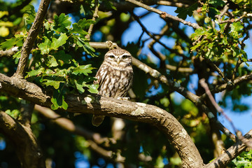Little Owl (Athene noctua) in bright light, perched in a tree, taken in the UK