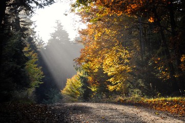 Von der Sonne beschienener Weg im Wald im Herbst