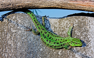 lizard on rock