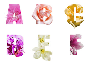 Obraz premium Letters of flowers of different varieties of roses