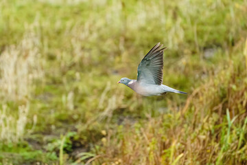 Common Wood Pigeon (Columba palumbus) in flight, taken in London