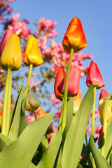 Orange Tulip Reaching for the Morning Sun Set Against the Blue Sky and a Magnolia Tree