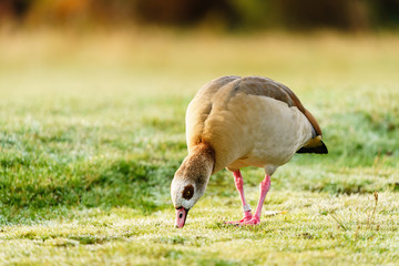 Egyptian goose (Alopochen aegyptiacus) eating from the ground, taken in the UK