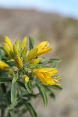 Obraz premium One of the first native plants to bloom during cooler months in the Southern Mojave Desert is Bladderpod, Peritoma Arborea, their elegant yellow blossoms observable in Joshua Tree National Park.