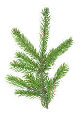 Green branch of fir tree isolated on a white background. Christmas tree branch.