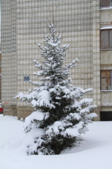 Coniferous trees covered with snow on background of urban environment