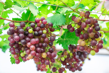 Clusters of fresh grape fruits (Vitis Vinifera) on the branches of grapevine in the outdoor...
