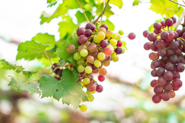 Clusters of fresh grape fruits (Vitis Vinifera) on the branches of grapevine in the outdoor greenhouse farm