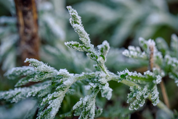 Frozen plants in winter