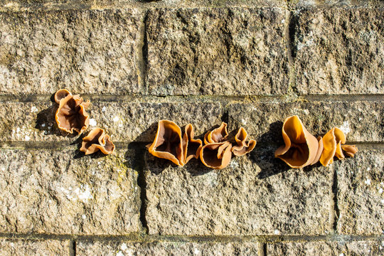 A spread of Jelly ear fungi Auricularia auricula-judae growing out from a wall