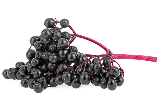 Fresh Juicy Elderberry Isolated On A White Background. Branch Of Elderberries. Healthy Lifestyle, Vitamin C.