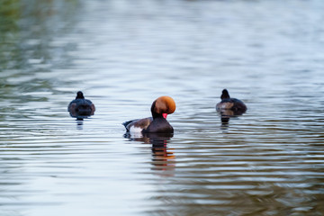 Pochard (Aythya ferina) male preening itself on a pond, in England