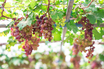 Clusters of fresh grape fruits (Vitis Vinifera) on the branches of grapevine in the outdoor greenhouse farm
